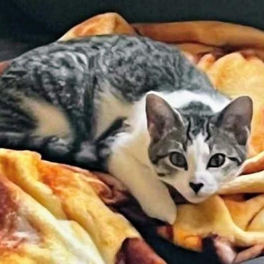 Daisy (& Boo), a Adoptable Domestic Short Hair in Johnsburg, IL image 5/5