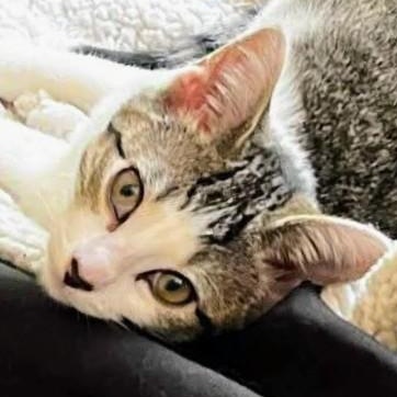 Daisy (& Boo), a Adoptable Domestic Short Hair in Johnsburg, IL image 3/5