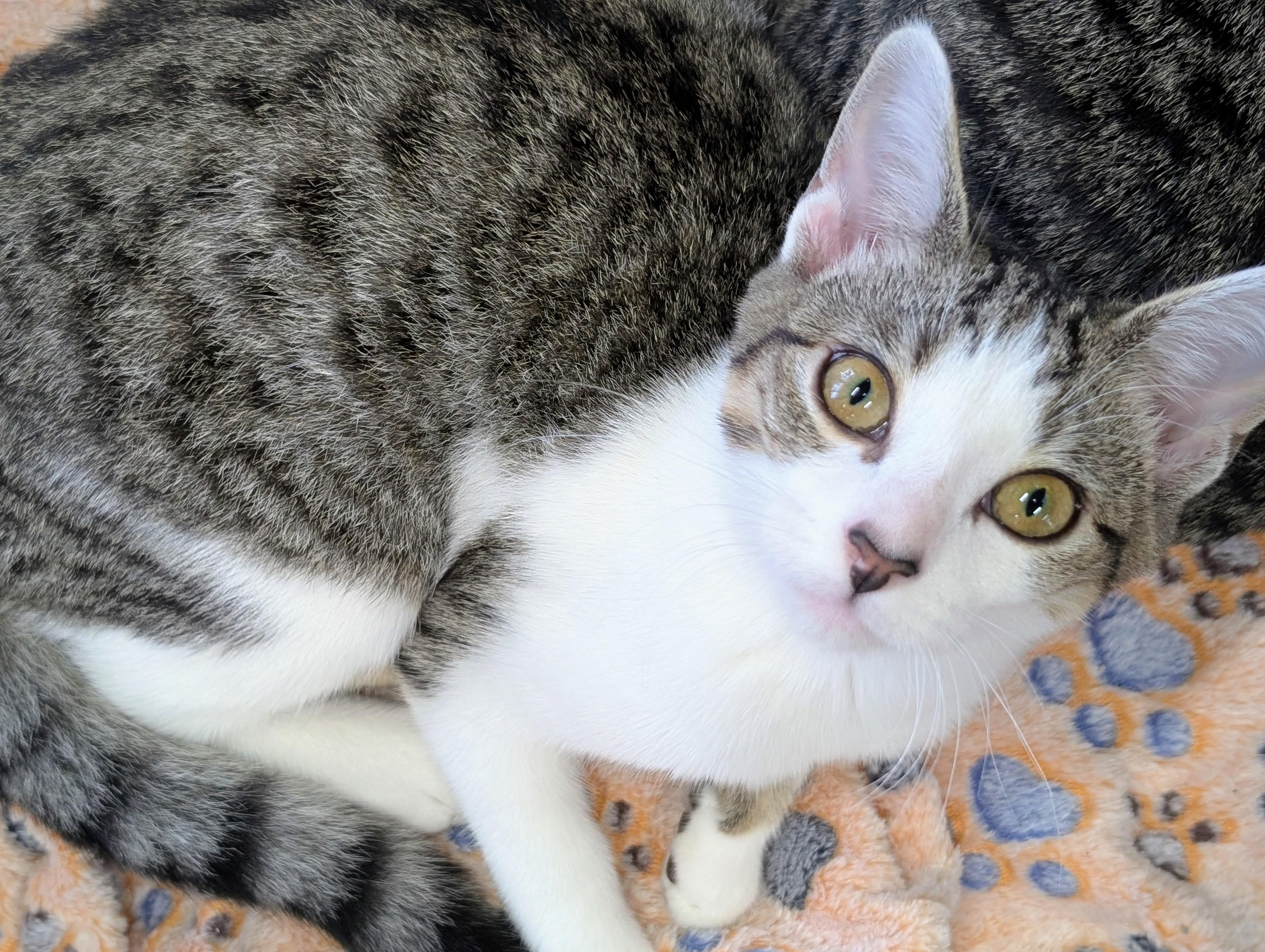 Daisy (& Boo), a Adoptable Domestic Short Hair in Johnsburg, IL image 2/5