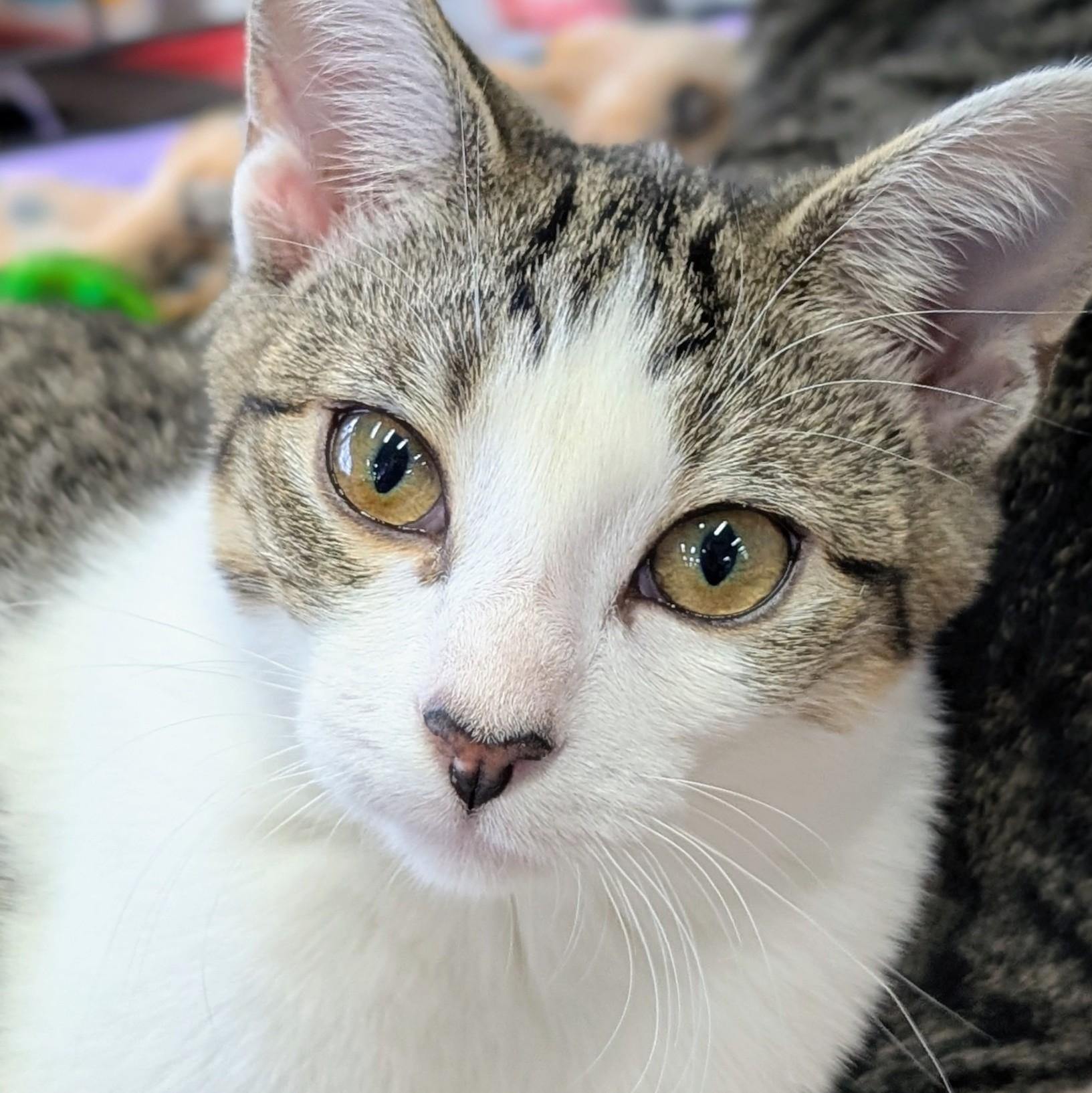 Daisy (& Boo), Adoptable, Kitten Female Domestic Short Hair.