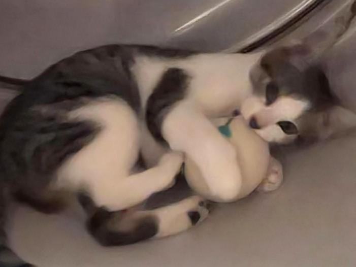 Daisy (& Boo), a Adoptable Domestic Short Hair in Johnsburg, IL image 4/5