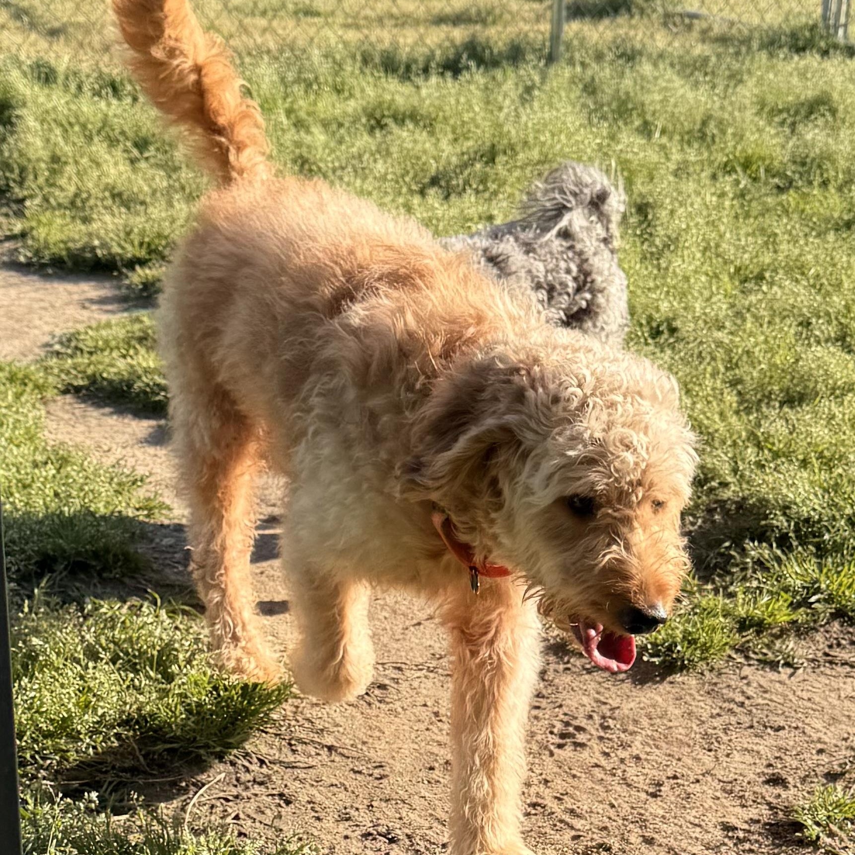 Enlarge Rocky, an adoptable Goldendoodle in Charlotte, NC image 3/3
