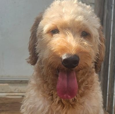 Enlarge Rocky, an adoptable Goldendoodle in Charlotte, NC image 1/3