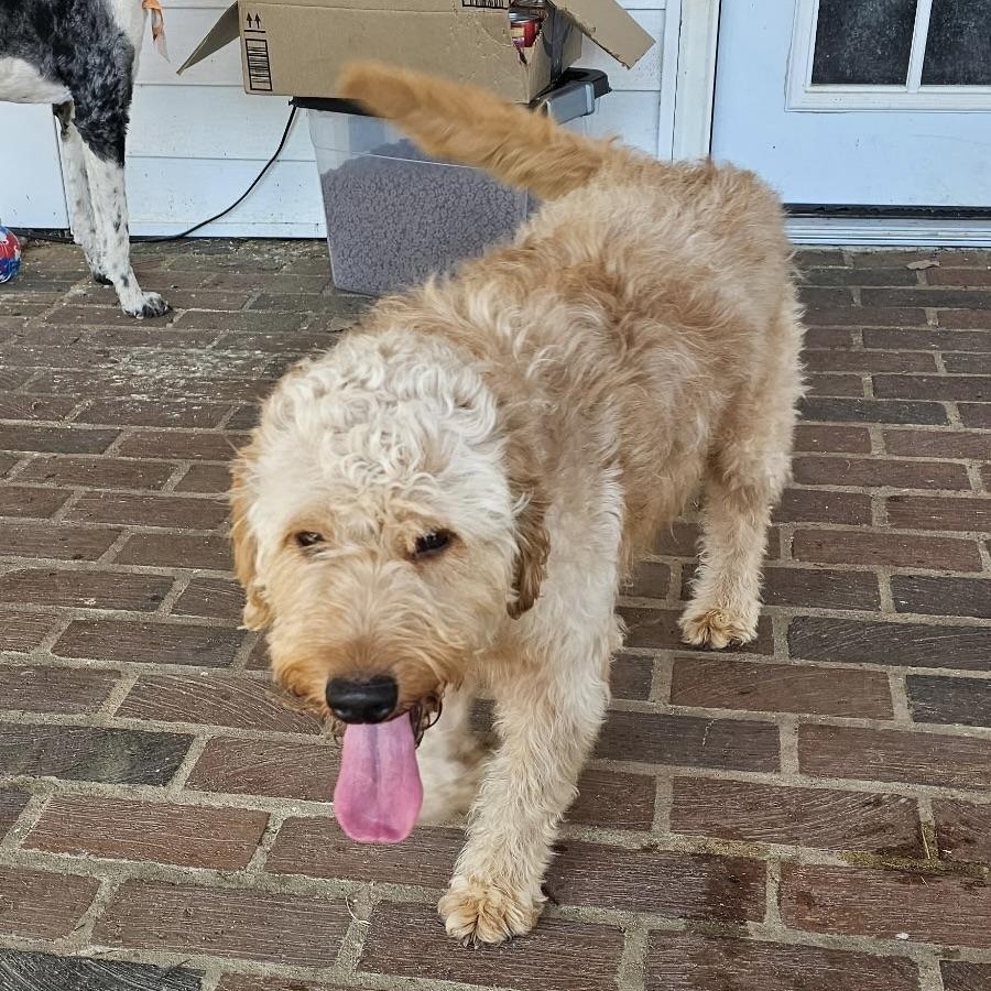 Enlarge Rocky, an adoptable Goldendoodle in Charlotte, NC image 2/3