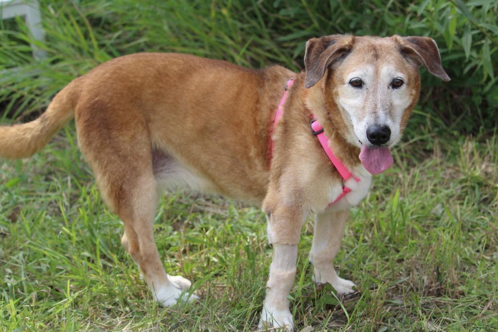 Enlarge Tilli, a Adoptable mixed breed in Savage, MN image 1/6