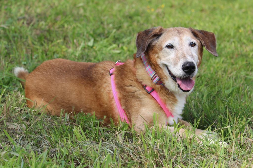 Enlarge Tilli, a Adoptable mixed breed in Savage, MN image 2/6