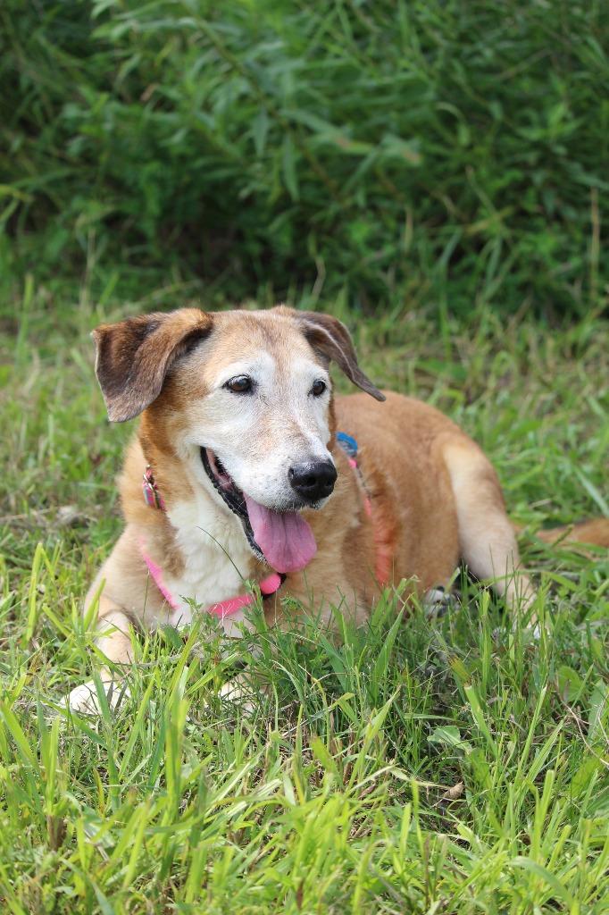 Enlarge Tilli, a Adoptable mixed breed in Savage, MN image 3/6