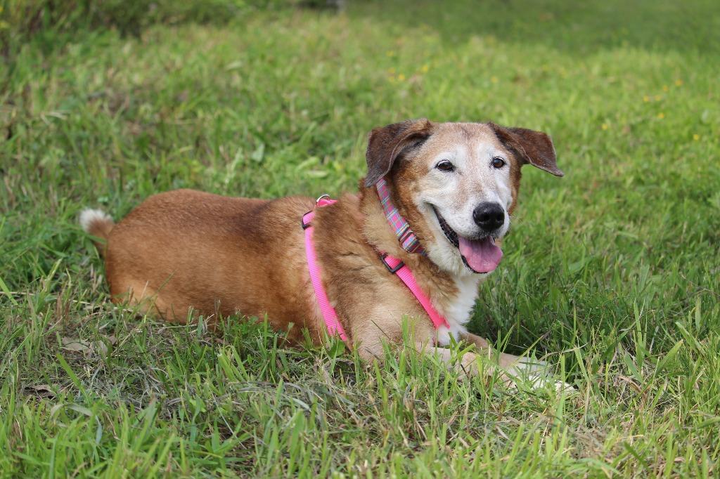 Enlarge Tilli, a Adoptable mixed breed in Savage, MN image 4/6