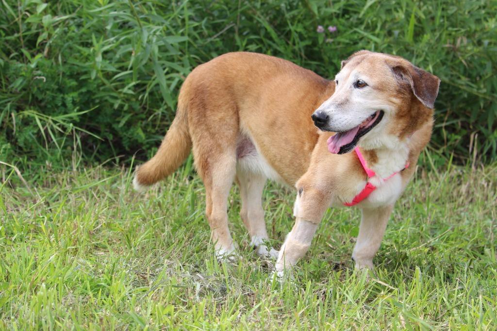 Enlarge Tilli, a Adoptable mixed breed in Savage, MN image 5/6