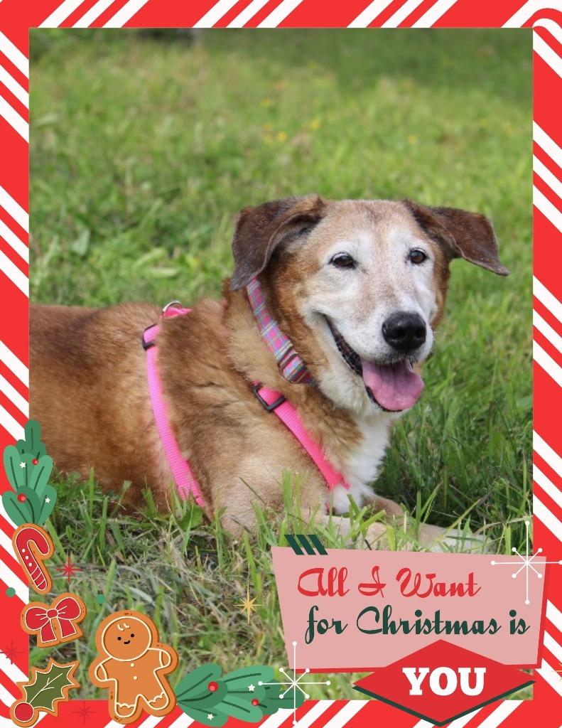 Enlarge Tilli, a Adoptable mixed breed in Savage, MN image 6/6