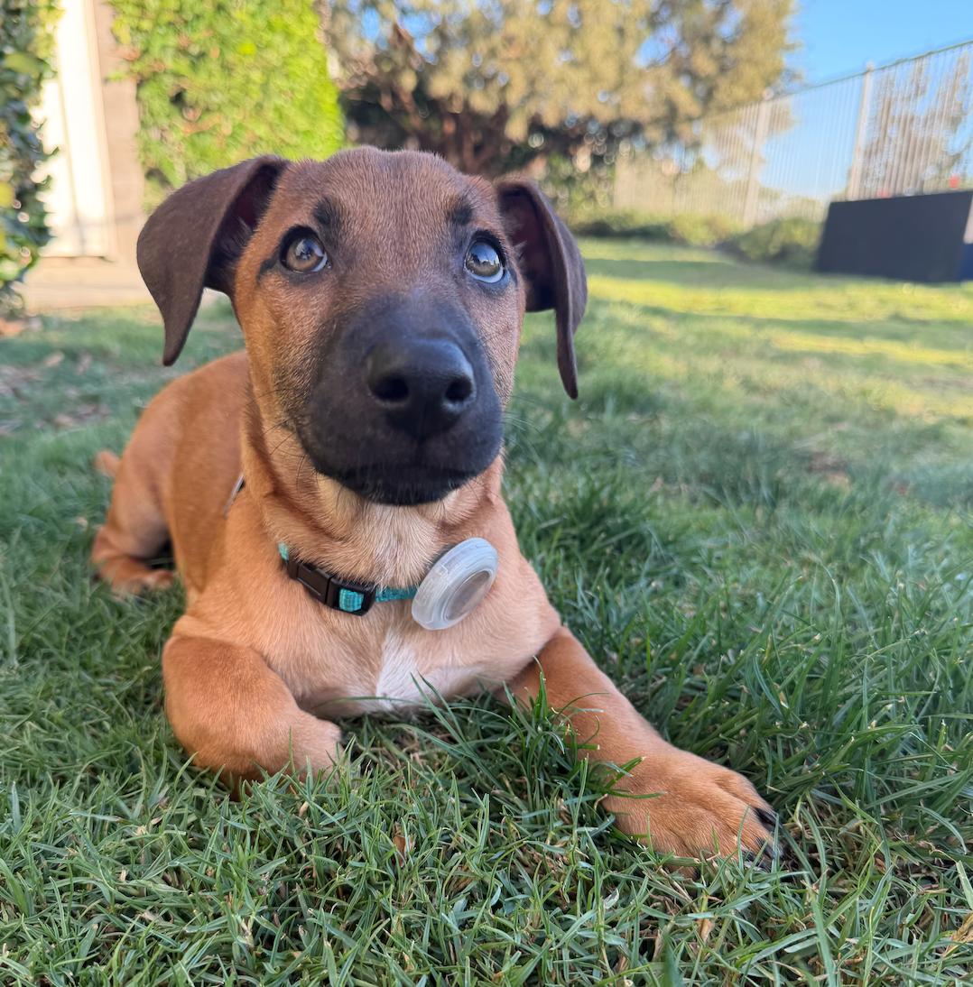 Enlarge Benji, an adopted mixed breed in Newport Beach, CA image 2/6