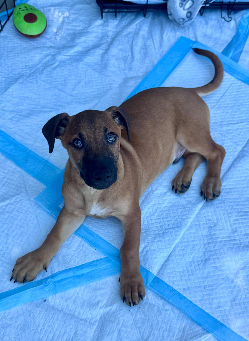 Enlarge Benji, an adopted mixed breed in Newport Beach, CA image 6/6