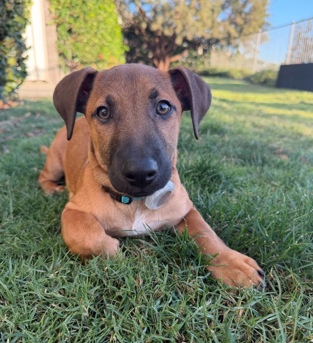 Benji, adopted, Puppy Male Hound & Dachshund.
