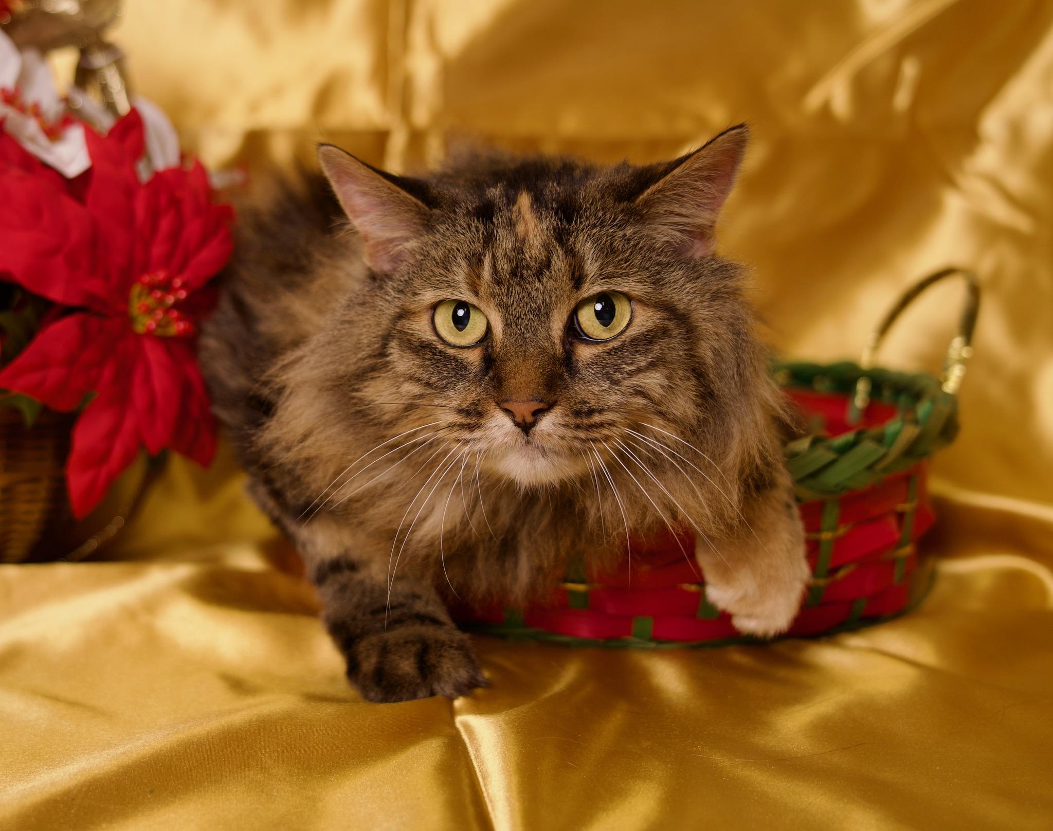 Enlarge Hillary, an adopted Maine Coon in Riverside, CA image 1/4