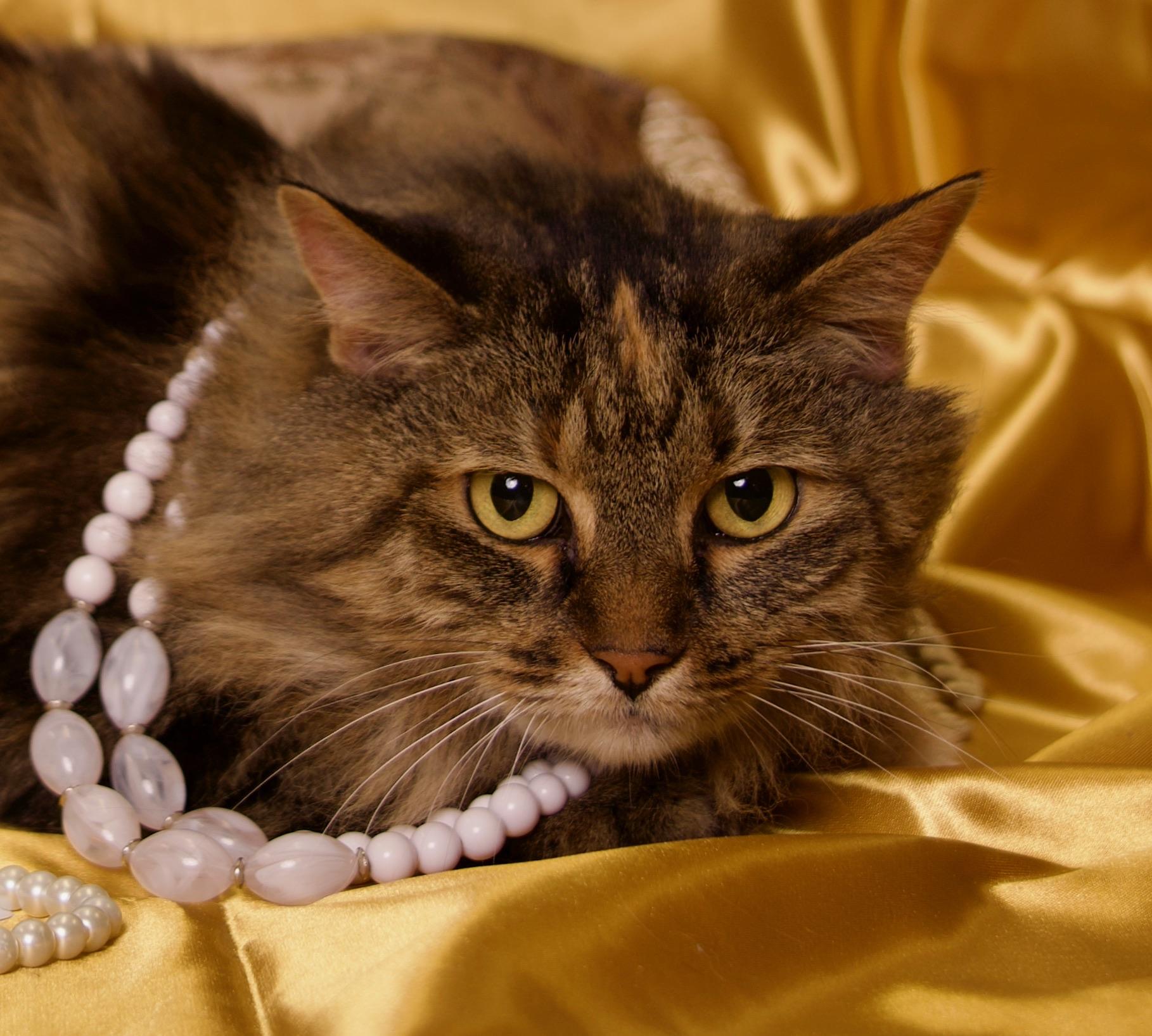 Enlarge Hillary, an adopted Maine Coon in Riverside, CA image 2/4