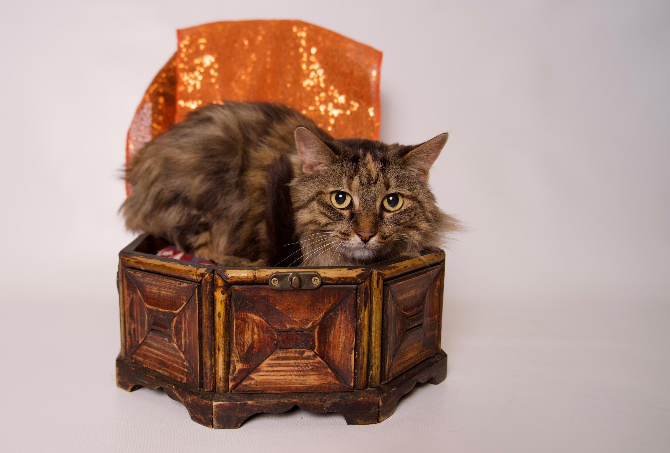 Enlarge Hillary, an adopted Maine Coon in Riverside, CA image 4/4