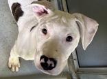 Ferdinand 974-26, Adoptable, Puppy Male Dogo Argentino & Mixed Breed.