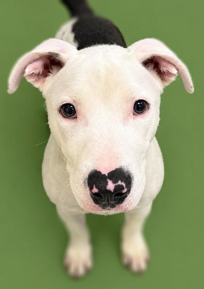 Enlarge Ferdinand 974-26, a Adoptable mixed breed in Cumming, GA image 2/2