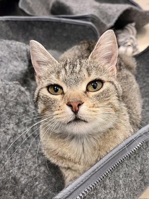 Bobbi, Adoptable, Adult Female Domestic Short Hair.