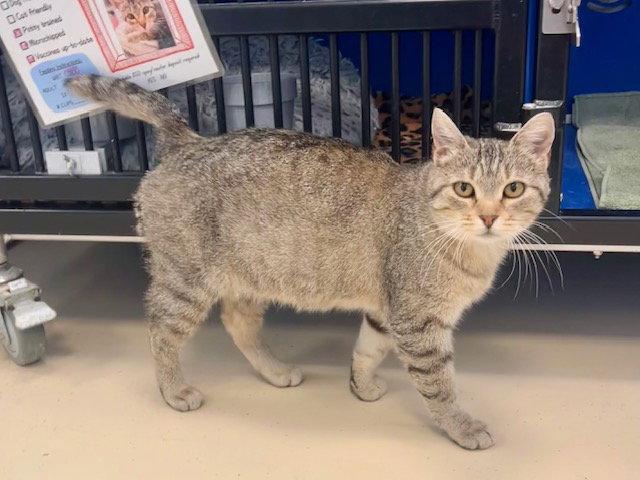 Bobbi, a Adoptable Domestic Short Hair in Webster, WI image 2/3