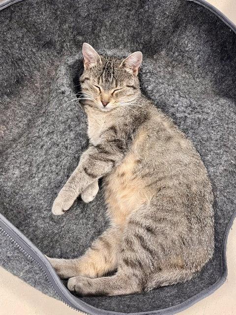Bobbi, a Adoptable Domestic Short Hair in Webster, WI image 3/3
