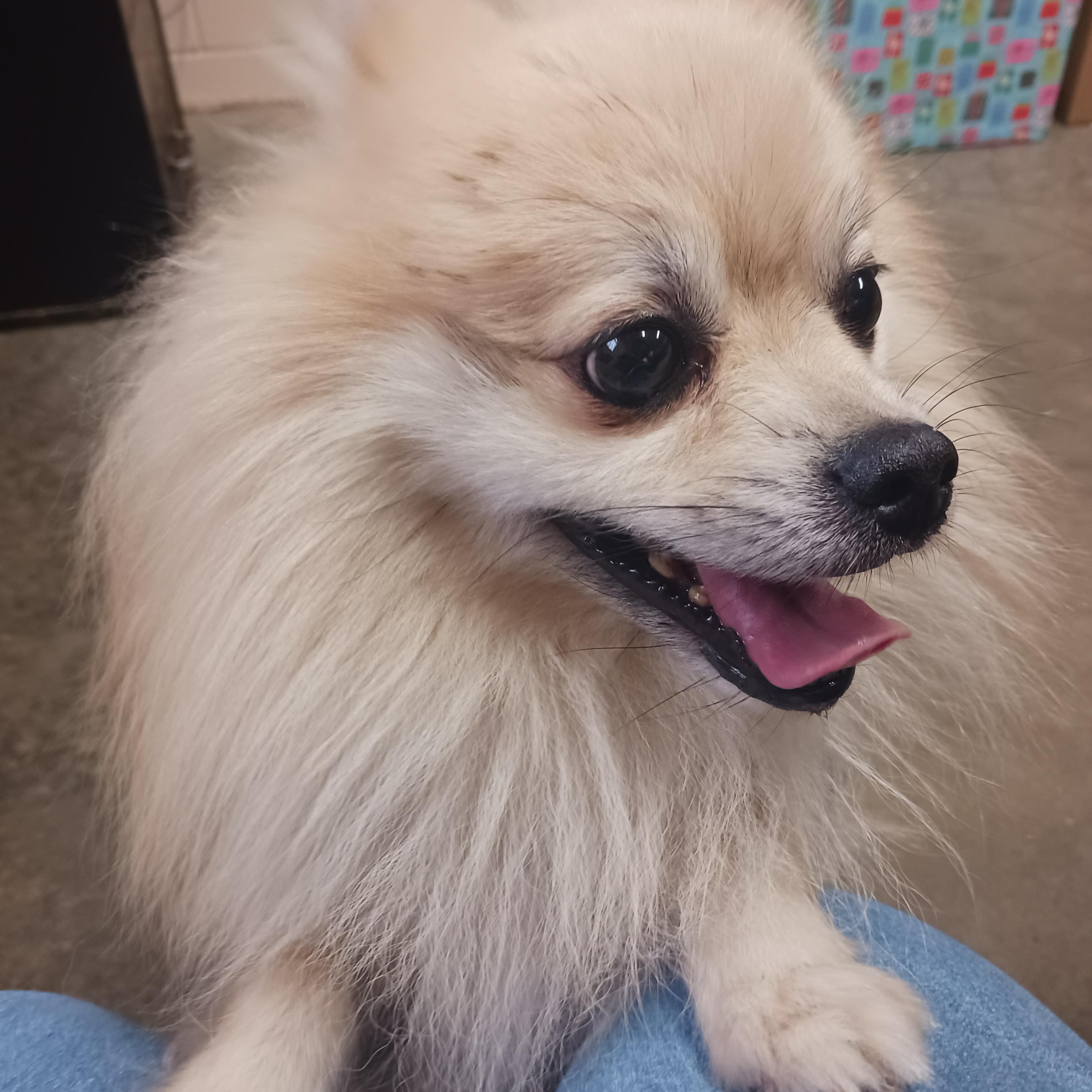 Teddy, an adopted Pomeranian in Saint Marys, WV image 4/4