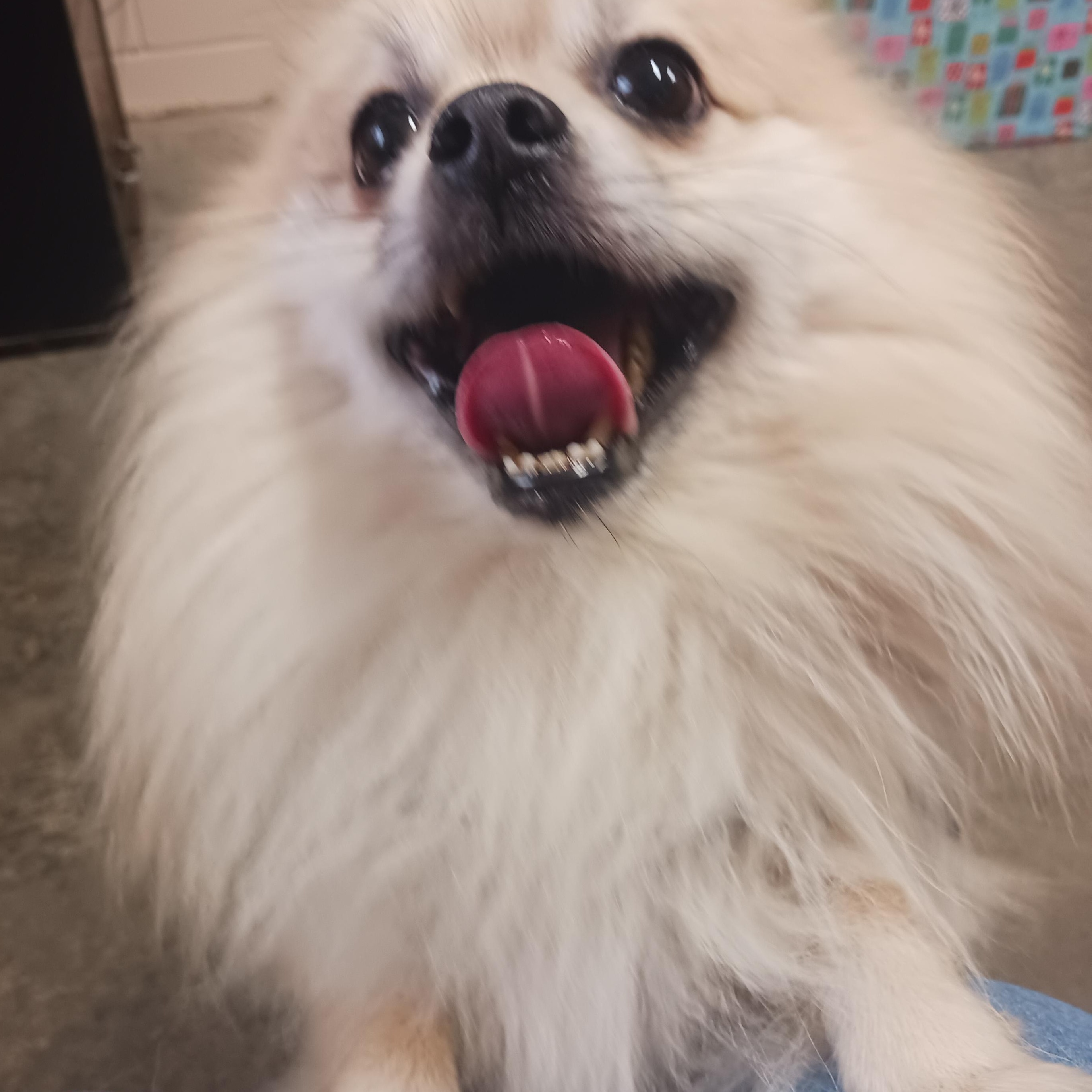 Teddy, an adopted Pomeranian in Saint Marys, WV image 3/4