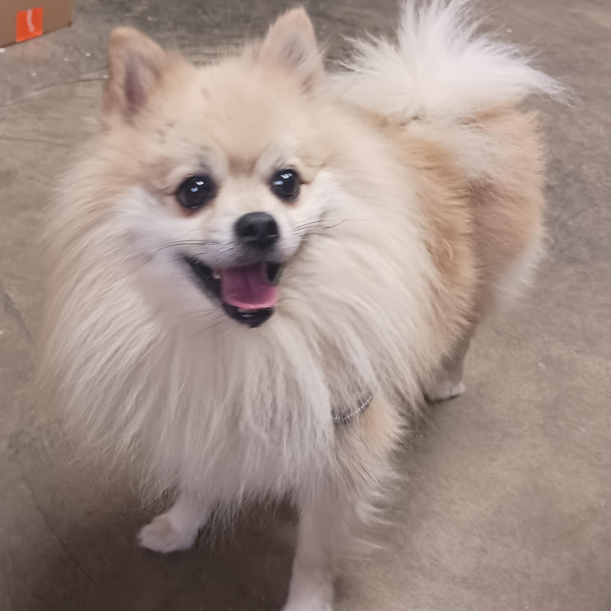 Teddy, an adopted Pomeranian in Saint Marys, WV image 1/4