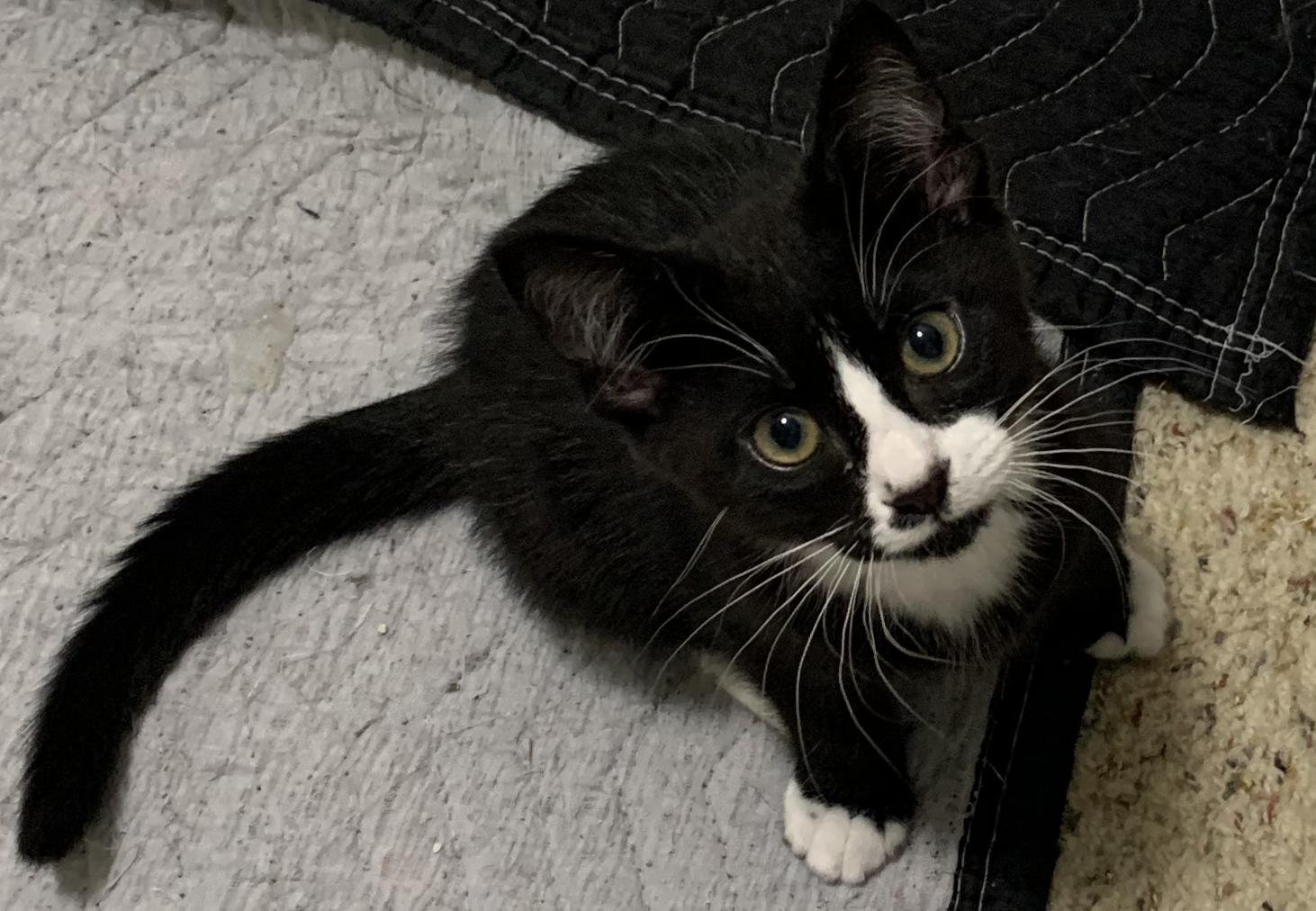 Enlarge Sylvester, a Adopted Tuxedo in Chino Hills, CA image 4/6