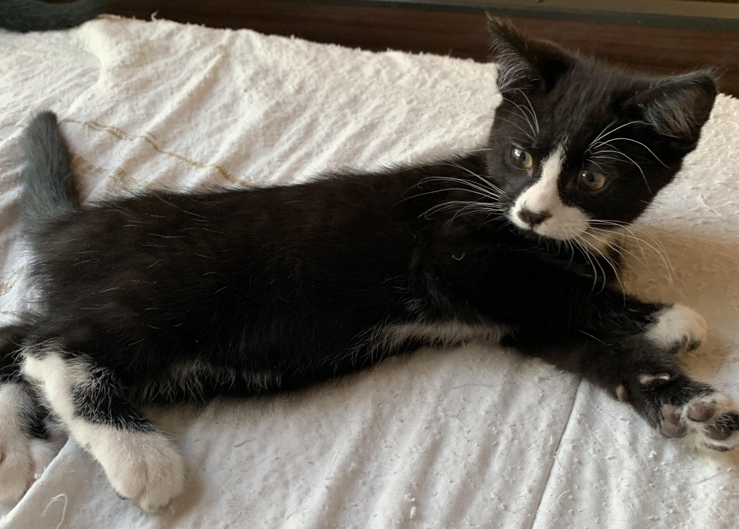 Enlarge Sylvester, a Adopted Tuxedo in Chino Hills, CA image 2/6