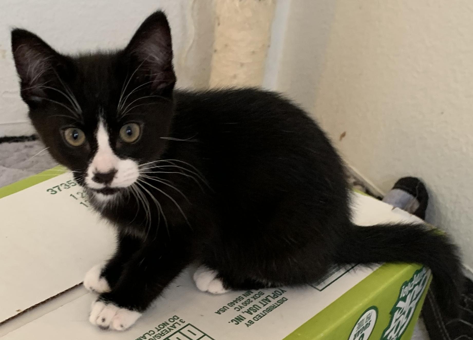 Enlarge Sylvester, a Adopted Tuxedo in Chino Hills, CA image 6/6
