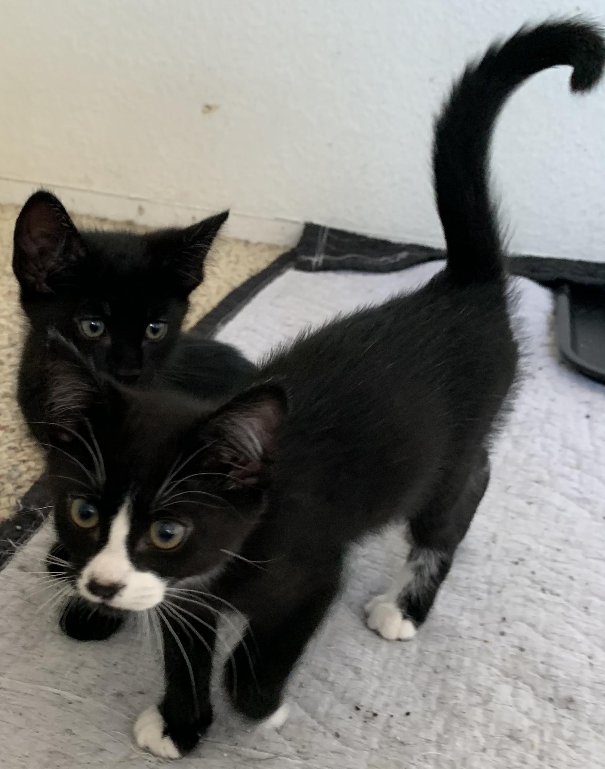 Enlarge Sylvester, a Adopted Tuxedo in Chino Hills, CA image 5/6