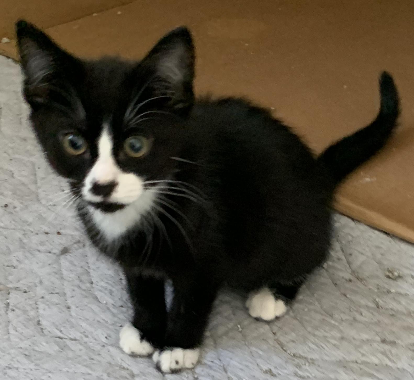 Enlarge Sylvester, a Adopted Tuxedo in Chino Hills, CA image 3/6