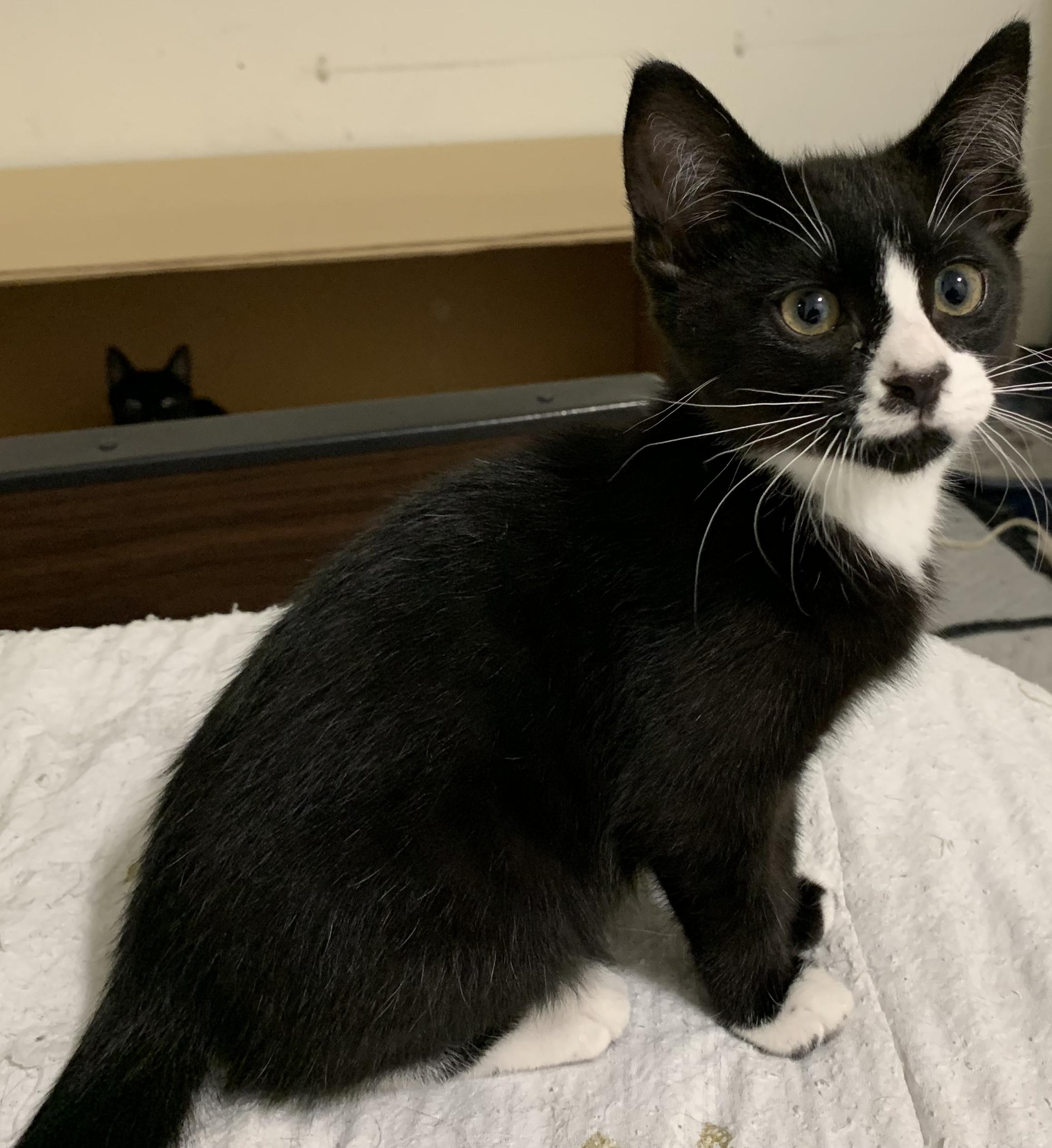 Enlarge Sylvester, a Adopted Tuxedo in Chino Hills, CA image 1/6