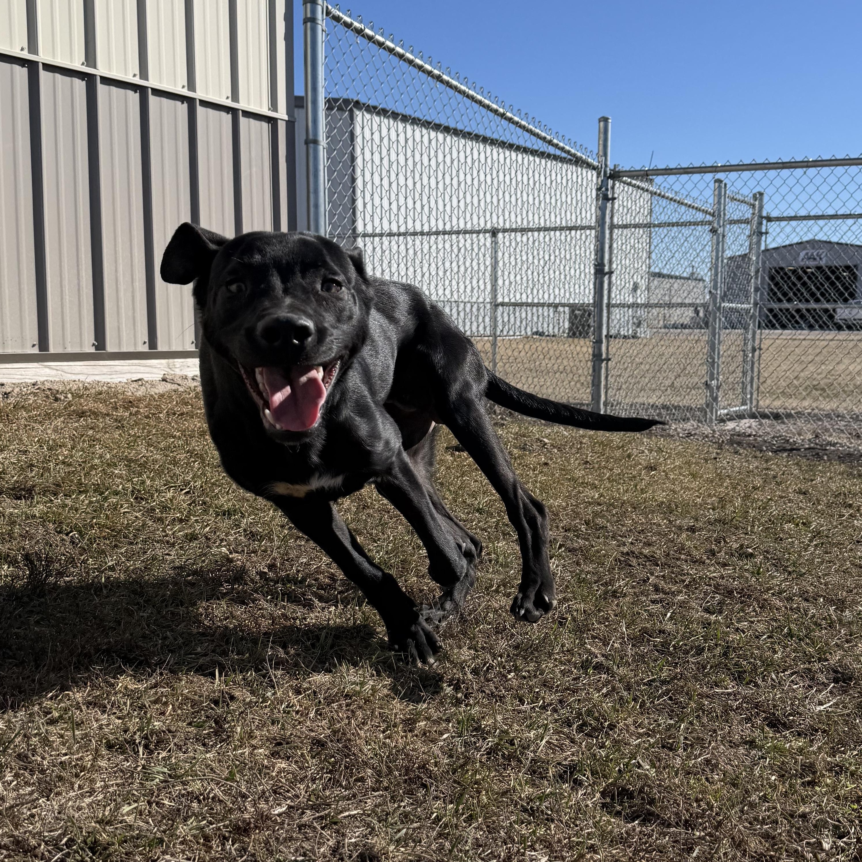 Enlarge TicketMaster , a ADOPTABLE German Shepherd Dog in Clinton, IL image 4/5