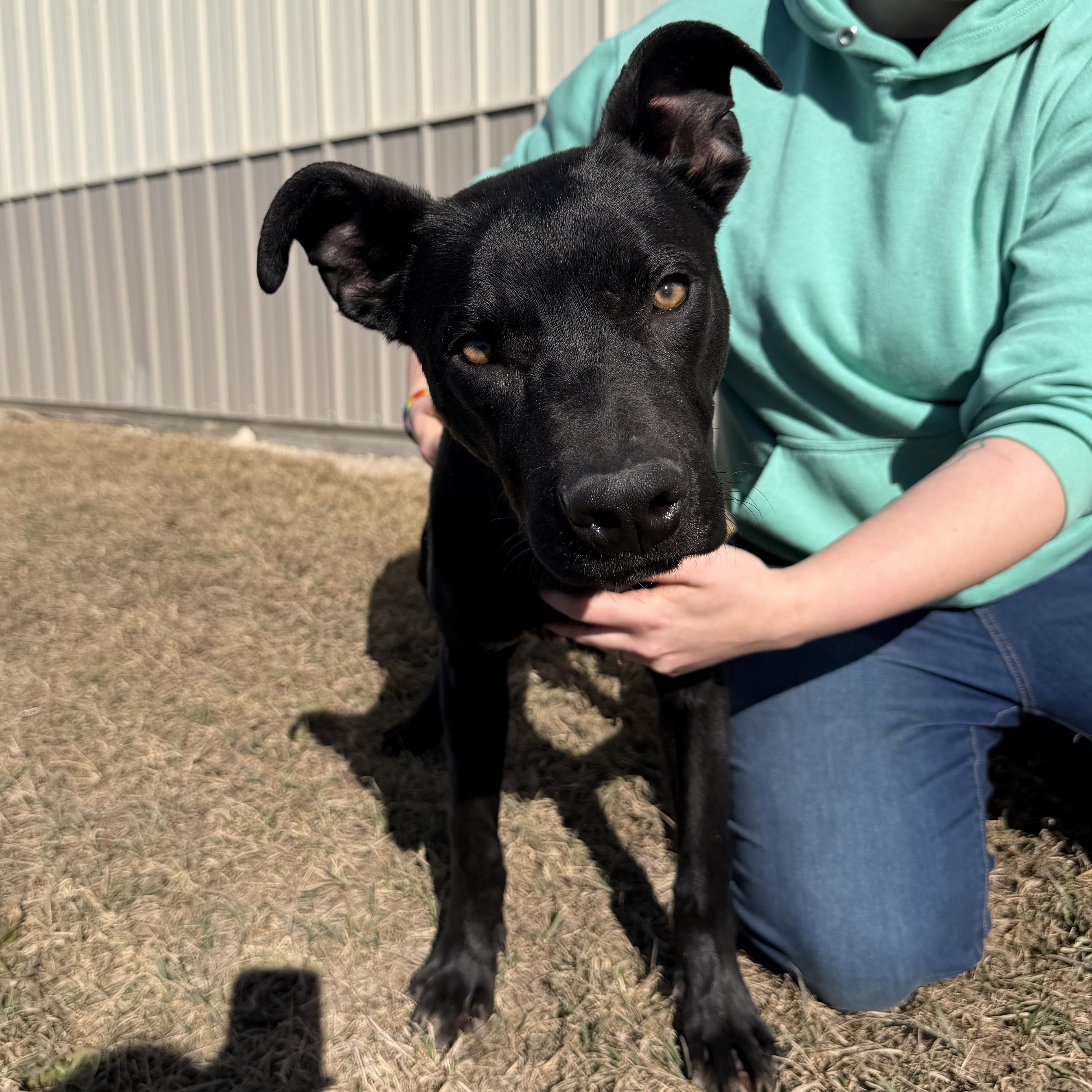 Enlarge TicketMaster , a ADOPTABLE German Shepherd Dog in Clinton, IL image 2/5