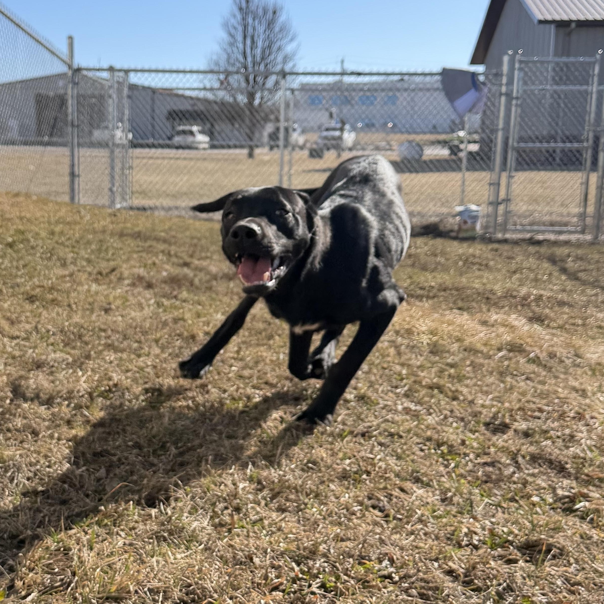 Enlarge TicketMaster , a ADOPTABLE German Shepherd Dog in Clinton, IL image 5/5