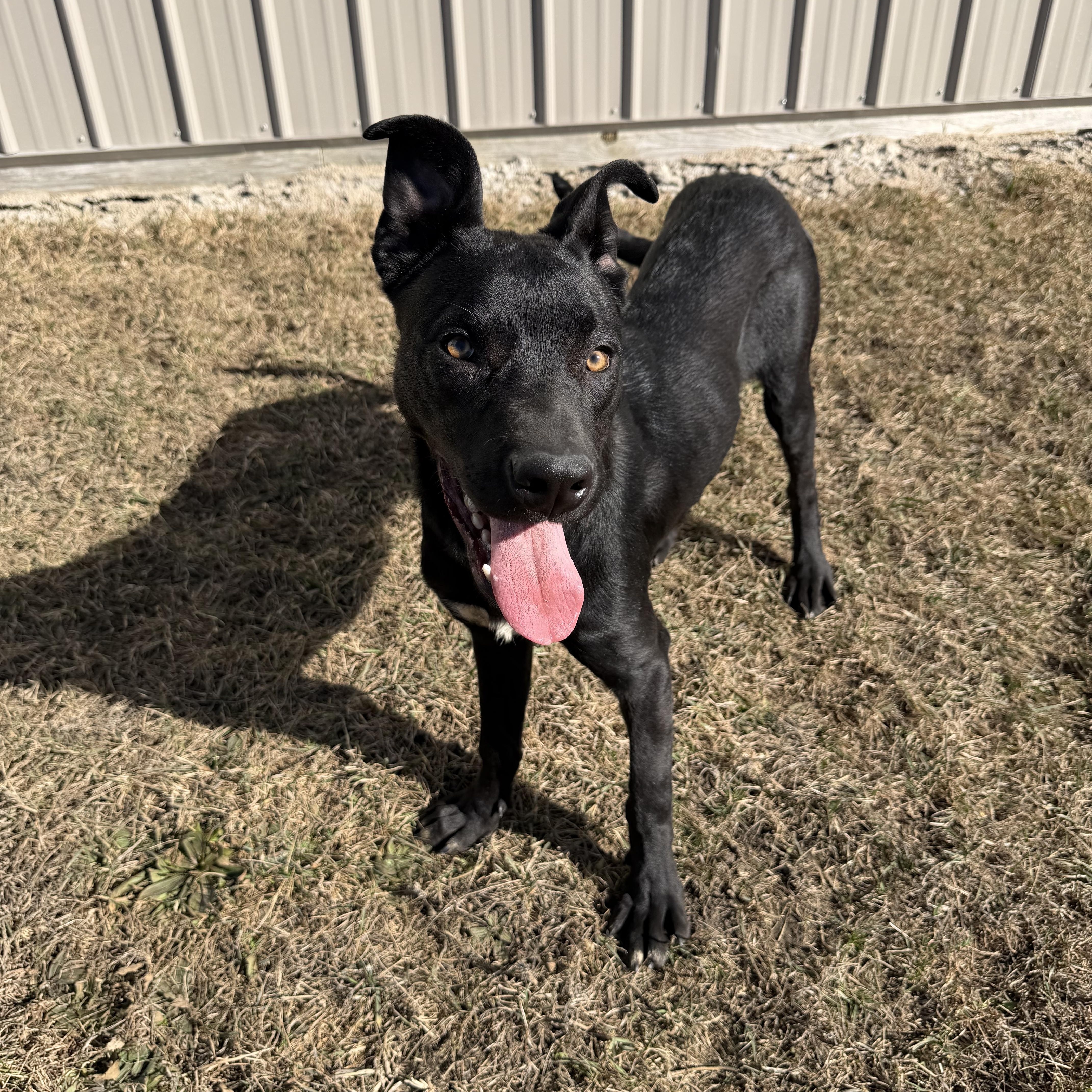 Enlarge TicketMaster , a ADOPTABLE German Shepherd Dog in Clinton, IL image 3/5