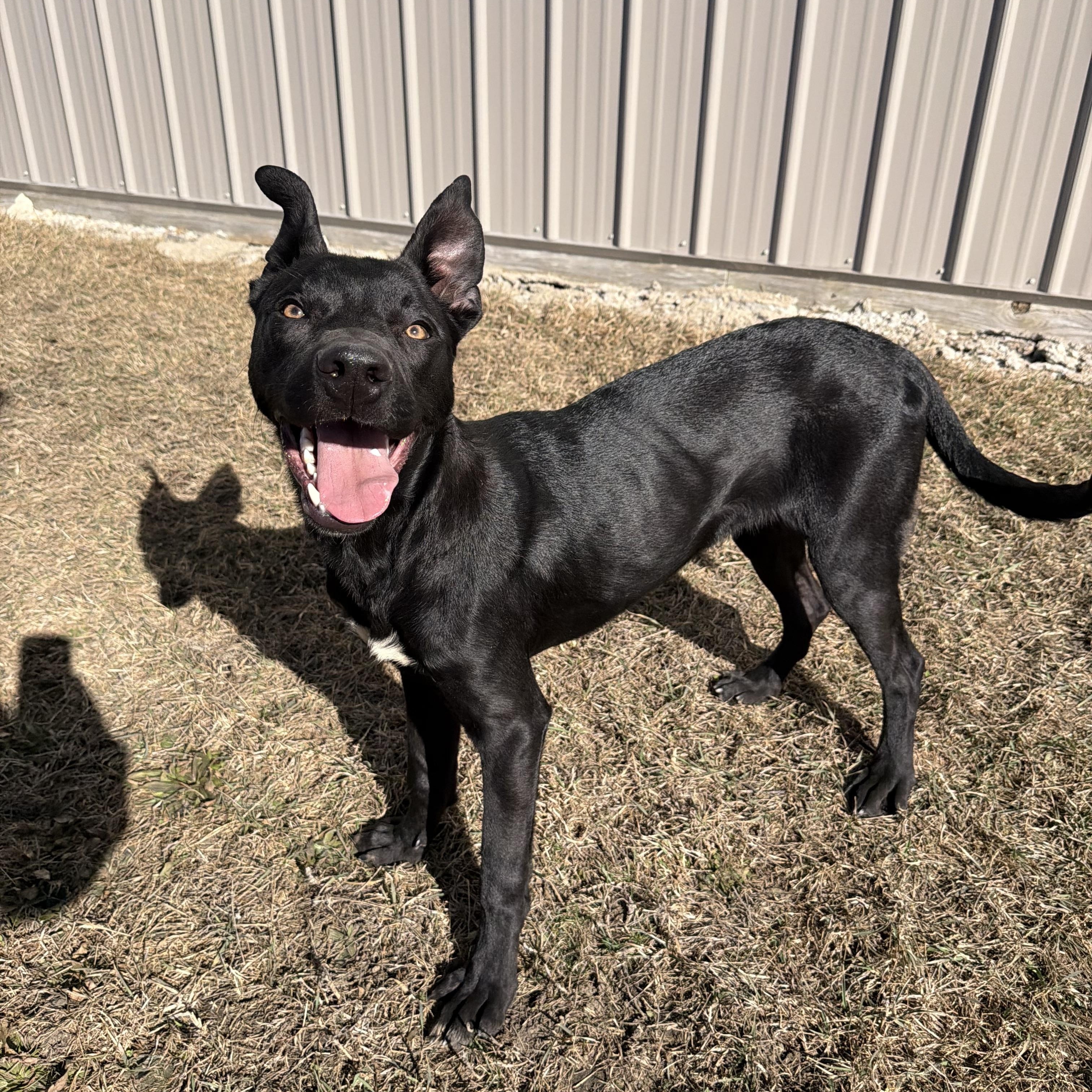 TicketMaster , ADOPTABLE, Young Male German Shepherd Dog.