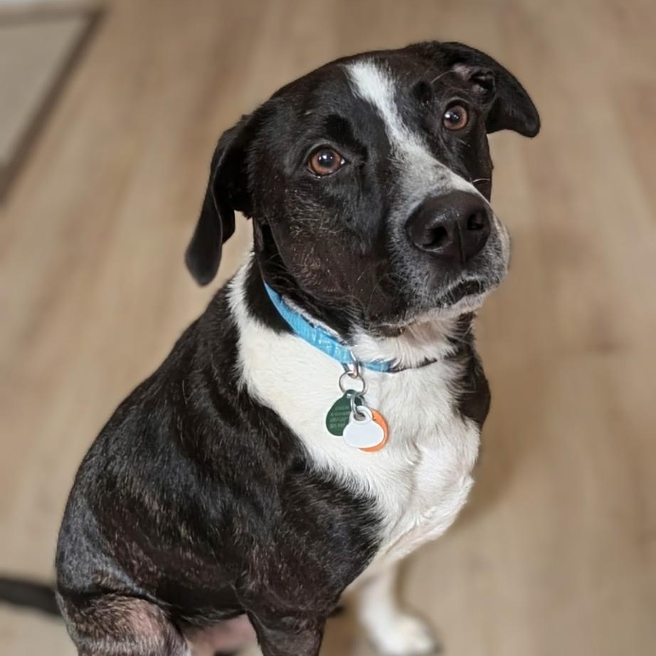 Enlarge Frankie, a Adoptable mixed breed in Alexandria, VA image 2/6