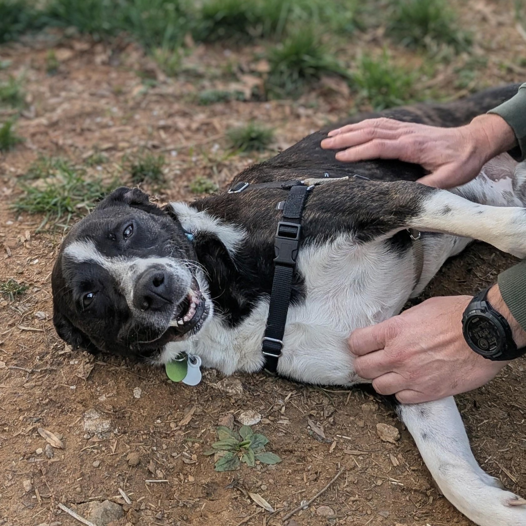 Enlarge Frankie, a Adoptable mixed breed in Alexandria, VA image 4/6