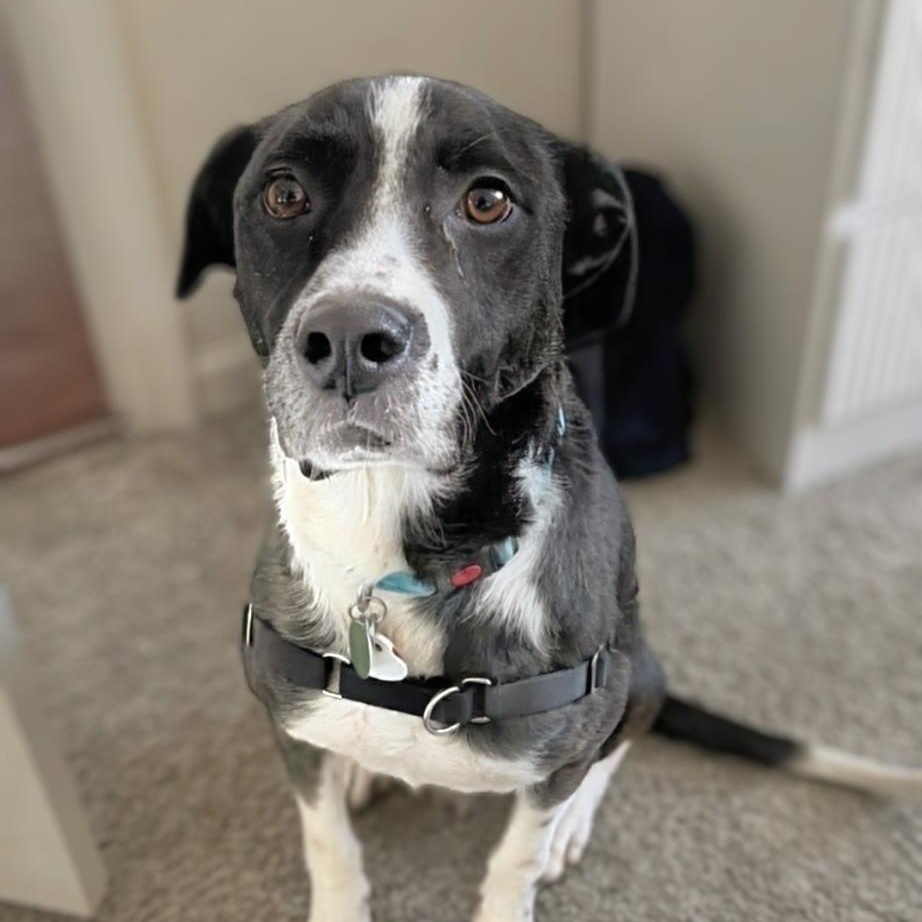 Enlarge Frankie, a Adoptable mixed breed in Alexandria, VA image 1/6