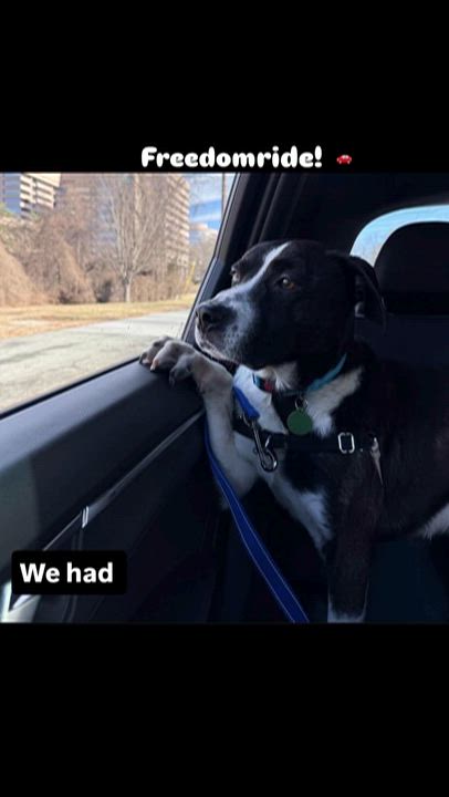 Enlarge Frankie, a Adoptable mixed breed in Alexandria, VA video 6/6