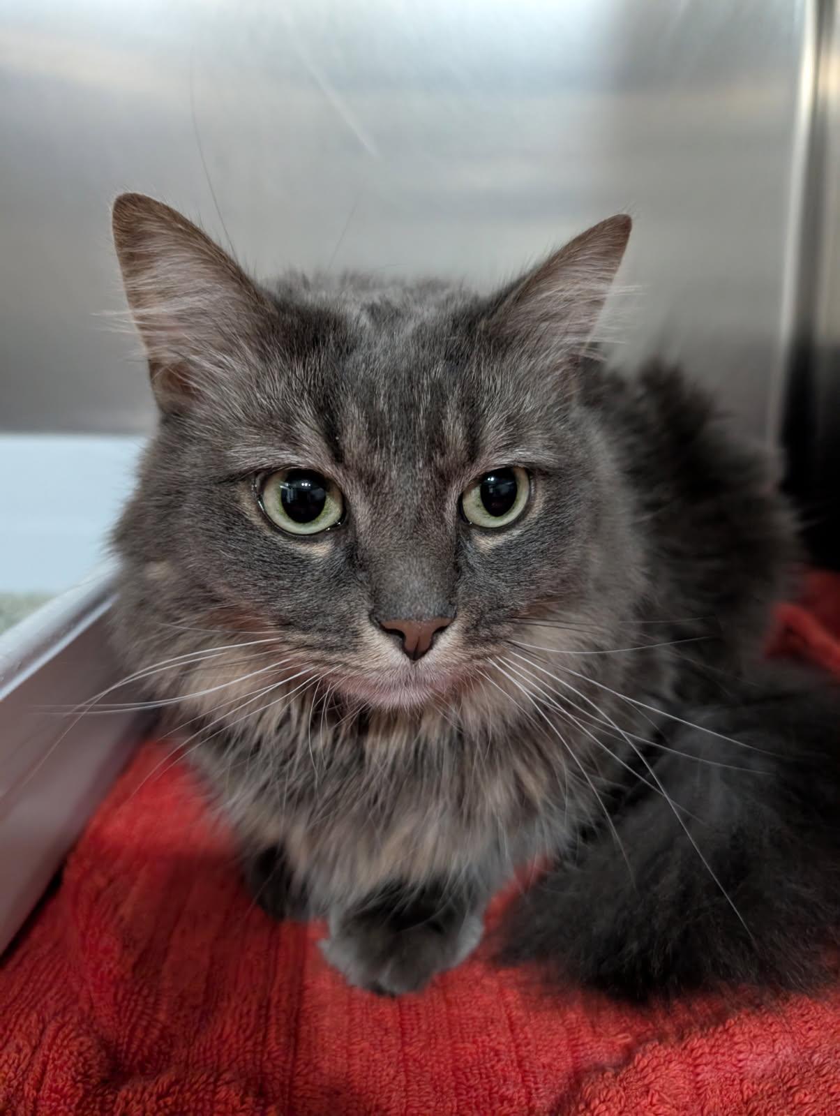 Beatrix, Adoptable, Adult Female Domestic Medium Hair.