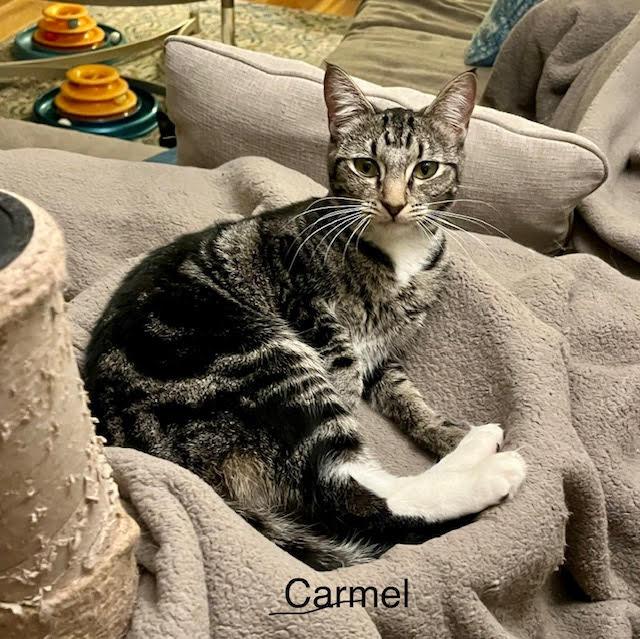 Carmel, Adoptable, Adult Female Tabby.