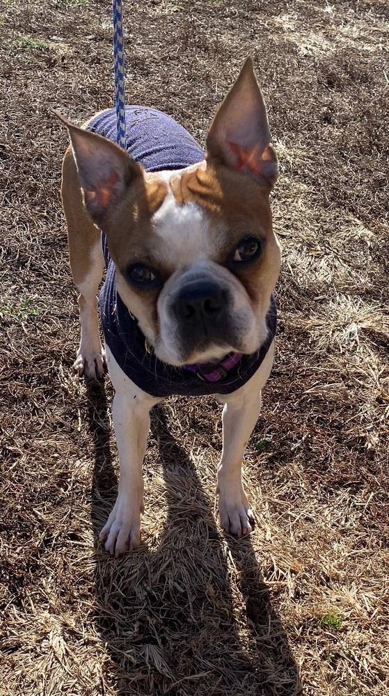Ducky Doolittle KY4824, Adoptable, Young Male Boston Terrier.