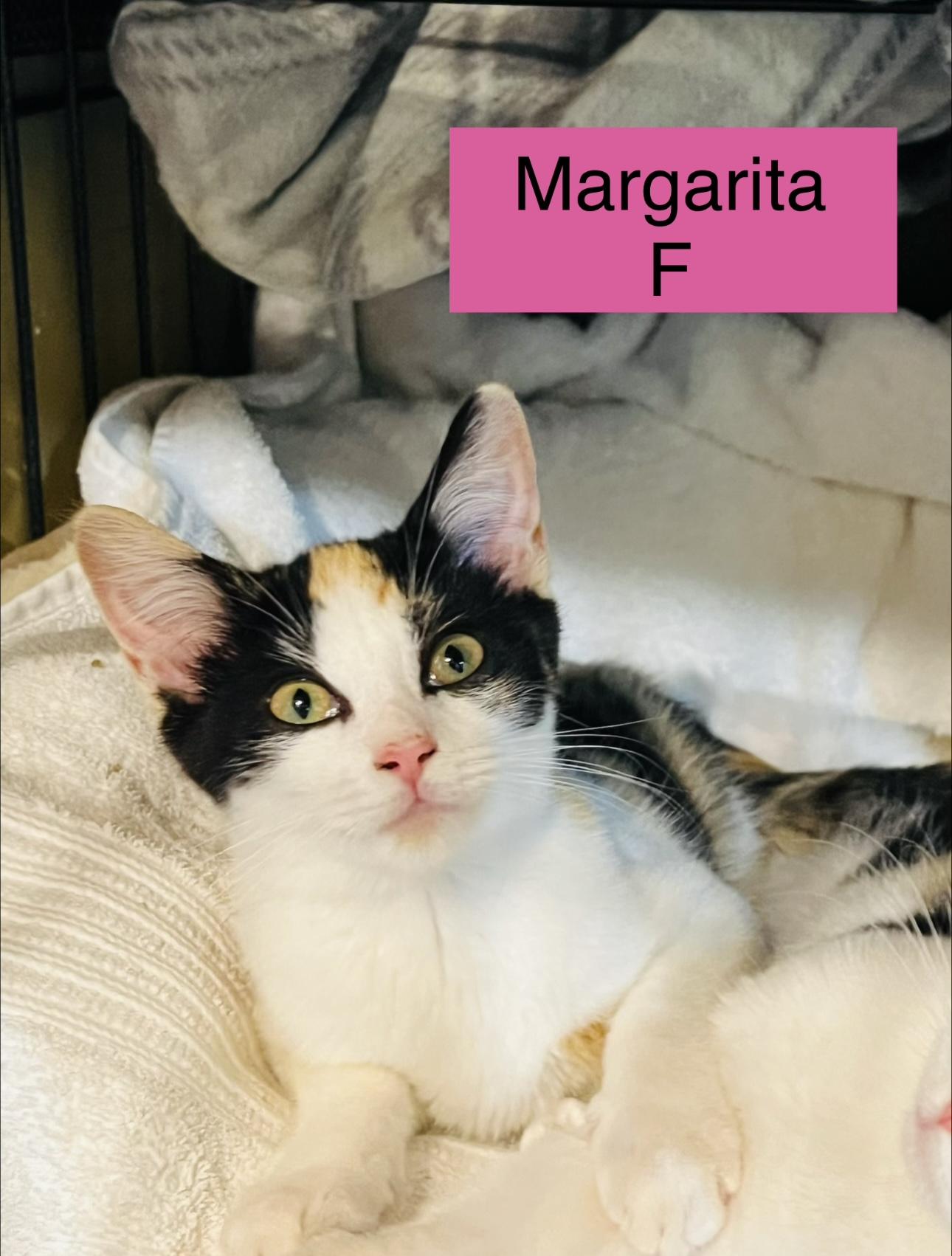 Margarita, Adoptable, Kitten Female Domestic Short Hair.