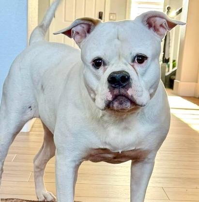 Christine Farley, an adoptable American Bulldog in Mead, CO, 80542 | Photo Image 4