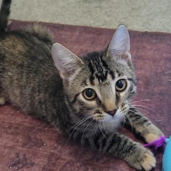 Enlarge Maeve, a Adoptable mixed breed in Litchfield Park, AZ image 1/1