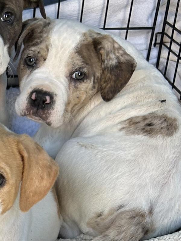 Enlarge Rex, a Adoptable mixed breed in Novato, CA image 1/2